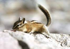 Lure A Chipmunk Out Of My House
