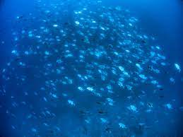 海中の魚群（スキューバダイビング）の無料写真素材 - ID.24266｜ぱくたそ