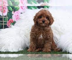 Also, after a long day of playing with her toys, she can just relax on her bed and catch some puppy snoozes. Cavapoo Puppies For Sale Near 30329 Usa Page 1 50 Per Page Puppyfinder Com