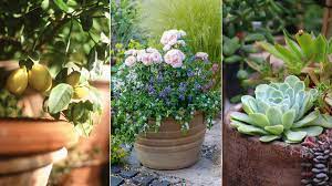 best patio plants 11 stunning options