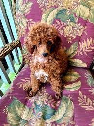 sires red poodles
