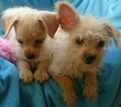 toy poodle chihuahua puppies