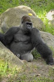 Photo Of Gorilla With Cool Birthmark