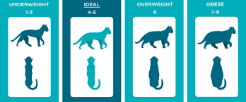 So, how much should your cat weigh? Ideal Cat Weight How Much Should My Cat Weigh My Family Vets Cat Weight Chart Obese Cat Cat Work