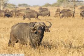 Since 1961 south africa has been actively involved in protecting and increasing the population of black and white rhinos and kruger park is now home to the world's largest population. African Animals List With Pictures Facts Information Worksheet