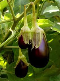 Eggplant Fertilizer Tips Feeding