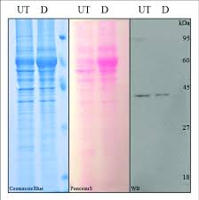 sds page and western blot ysis of