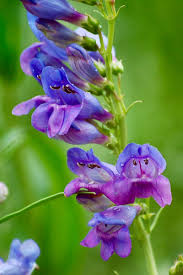 It is recommended to directly sow these seeds outdoors into prepared beds in late fall. Blue Purple Wildflowers Of Rocky Mountain National Park
