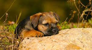 essential border terrier dog breed