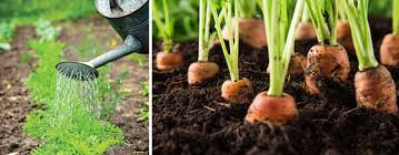 Sowing Carrots Gardening Australia