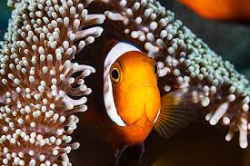 saddleback clownfish sea anemone koh