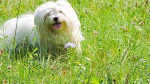 herbal heartworm treatments for dogs