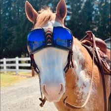 🐴eVysor Horse 👁 protection... - Protective Pet Solutions