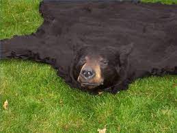 Bear Rug Bear Skin Rug Bear Mounts