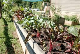 How To Start A Vegetable Garden All