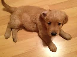Purebred golden retriever puppies for sale, fully registered with all vet records. For Sale Nine Weeks Male Golden Retriever For Sale In Austin Texas Classified Americanlisted Com