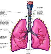The lungs are enclosed in the thoracic cavity by the rib cage on the front, back, and sides with the diaphragm forming the floor of the cavity. Stomach And Lungs Diagram Page 4 Line 17qq Com