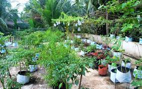 Ms Kavitha S Rooftop Vegetable Garden