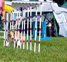diy dog agility course equipment plans