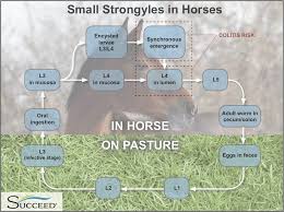 Parasitic Colitis In Horses Small Strongyles Equine Gi