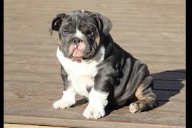 Use the search tool below and browse adoptable english. Buffalo Bulldogs Puppies For Sale