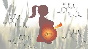 4 plazenta als endokrines organ. Umwelthormon Passiert Plazenta Schutzbarriere Im Mutterleib Ist Fur Ostrogenahnlich Wirkende Chemikalie Durchlassig Scinexx De