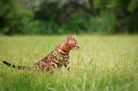 Bengal Cat Breed Size Appearance Personality