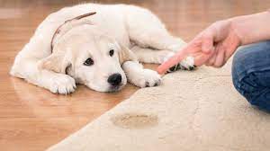 removing pet urine from wool rugs