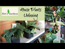 hirts gardens unboxing house plants
