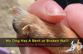 dog has a broken or bent nail