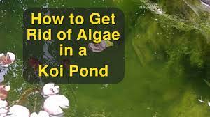 how to get rid of algae in a koi pond