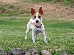 rat terrier dog breed everything
