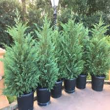 I did some research on green giants, leyland cypresses and arborvitae, and i've become overwhelmed. Onlineplantcenter 3 Gal Leyland Cypress Evergreen Shrub C940g3 The Home Depot