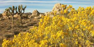 Your joshua tree spring stock images are ready. Flora Of Joshua Tree National Park Spring 2018 The Desert Horticultural Society Of Coachella Valley