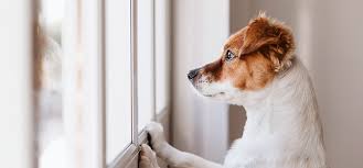 separation anxiety in pets queen