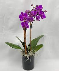 office orchid delivery new jersey
