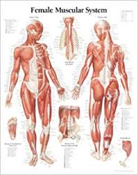 Muscular System Female Chart Wall Chart Scientific