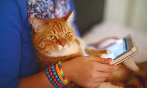 The cat care clinic veterinary services orange the cat care clinic has over 30 team members, many who have been here for 10 years and several over 15 years. Memorial Cat Hospital Houston Cat Hospital