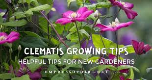 We did not find results for: 8 Top Tips For Growing Clematis Vines Empress Of Dirt Clematis Clematis Vine Flowering Vines