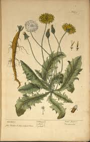 herb of the month dandelion emery
