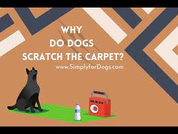 why do dogs scratch the carpet you