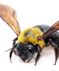 Carpenter Bees Make Their Presence