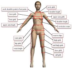 Human body diagrams template location:template:human body diagrams how to derive an image  derive directly from raster image with organs . Diagram Of The Human Torso Model 4 133 Human Body Transparent Photos Free Royalty Free Stock Photos From Dreamstime This Deluxe Human Torso Model Provides All Quality Characteristics And Components