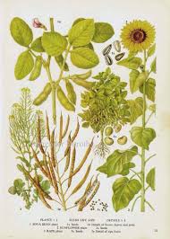 Sunflower Soy Beans Oil Food Chart Vegetable Botanical