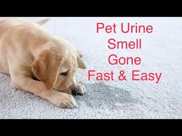 dog urine smell from a carpet naturally