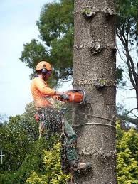 crane isted tree removal training