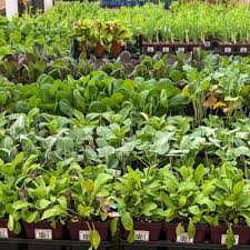 Herbs Vegetables City Fl Garden