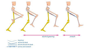 no eccentric hamstring action during