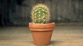 Should I water cactus in winter?