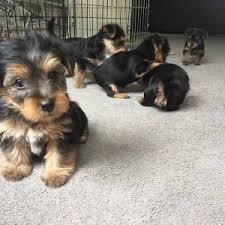 6 week old yorkie puppies. 6 Best Yorkie Breeders In California 2021 We Love Doodles